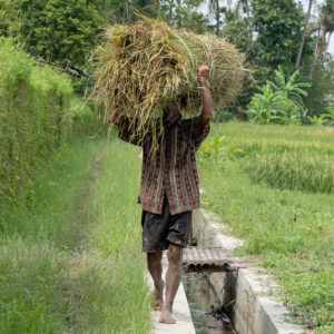 Local farmers of tembi showing their rice harvest