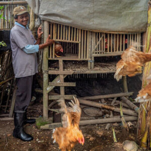 Cage-free chickens at Yabbiekayu