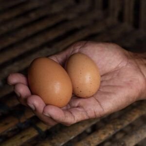 cage-free eggs as part of paddock-to-plate philosophy